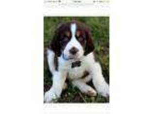 English Springer Spaniel Puppy for sale in Ledyard, CT, USA