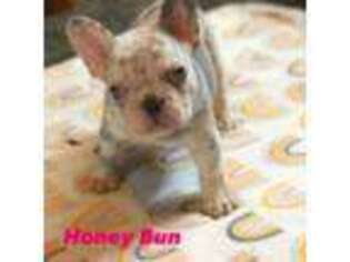 French Bulldog Puppy for sale in Newark, NJ, USA