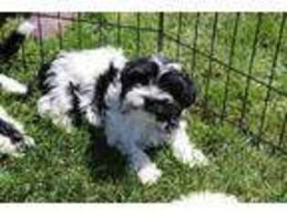 Havanese Puppy for sale in Mira Loma, CA, USA