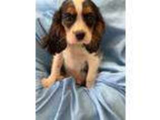Cavalier King Charles Spaniel Puppy for sale in Homewood, IL, USA