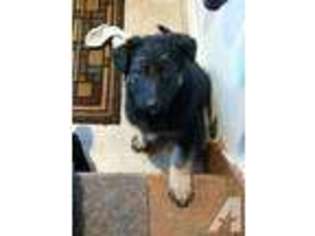German Shepherd Dog Puppy for sale in CUBA, NY, USA