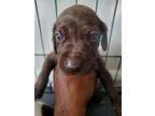 German Shorthaired Pointer Puppy for sale in Brooklyn, NY, USA