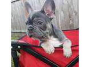 French Bulldog Puppy for sale in Junction City, OR, USA