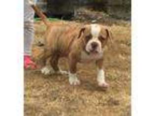 American Bulldog Puppy for sale in Coquille, OR, USA