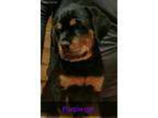 Rottweiler Puppy for sale in Luther, MI, USA