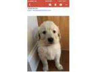 Golden Retriever Puppy for sale in Madisonville, TN, USA