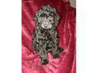 Goldendoodle Puppy for sale in Marbury, MD, USA