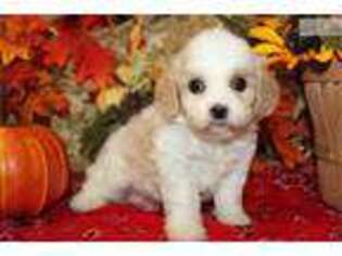 Cavachon Puppy for sale in Wichita, KS, USA