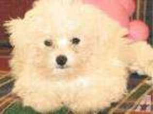 Maltese Puppy for sale in BUENA VISTA, GA, USA