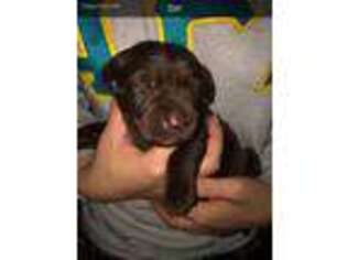 Labrador Retriever Puppy for sale in Marquette, MI, USA