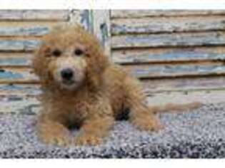Labradoodle Puppy for sale in Eden Valley, MN, USA