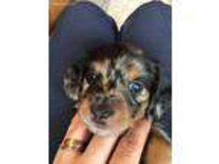 Dachshund Puppy for sale in Fond Du Lac, WI, USA