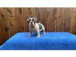 French Bulldog Puppy for sale in Snohomish, WA, USA