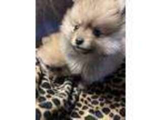 Pomeranian Puppy for sale in Milwaukee, WI, USA