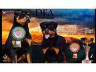 Rottweiler Puppy for sale in Idaho Falls, ID, USA