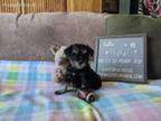 Mutt Puppy for sale in Kearney, NE, USA