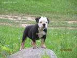 Olde English Bulldogge Puppy for sale in Dowling, MI, USA
