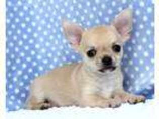 Chihuahua Puppy for sale in Durango, CO, USA