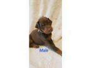 Doberman Pinscher Puppy for sale in Jamestown, NC, USA