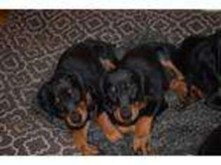 Doberman Pinscher Puppy for sale in MARSHFIELD, MA, USA