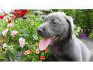 Labrador Retriever Puppy for sale in Boyne City, MI, USA