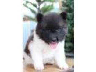 Akita Puppy for sale in Stark City, MO, USA