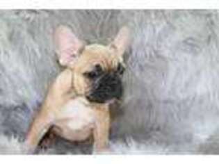French Bulldog Puppy for sale in Glencoe, KY, USA