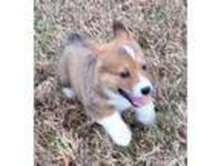 Pembroke Welsh Corgi Puppy for sale in Wildersville, TN, USA