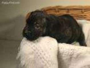 Cane Corso Puppy for sale in Crosby, MS, USA