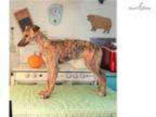 Greyhound Puppy for sale in Pueblo, CO, USA