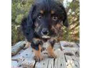 Pembroke Welsh Corgi Puppy for sale in Yoder, CO, USA