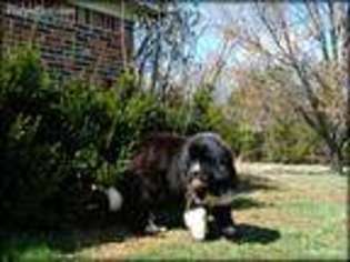 Newfoundland Puppy for sale in Bonnieville, KY, USA
