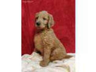 Goldendoodle Puppy for sale in Lewisburg, PA, USA