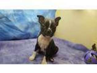 Boston Terrier Puppy for sale in Ethel, WA, USA