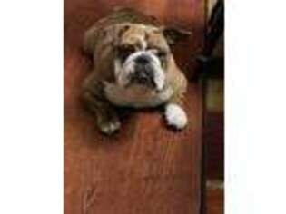 Bulldog Puppy for sale in Piketon, OH, USA