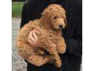 Goldendoodle Puppy for sale in Sparta, NJ, USA