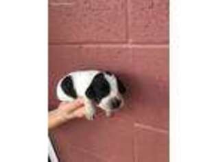 English Cocker Spaniel Puppy for sale in Pollok, TX, USA