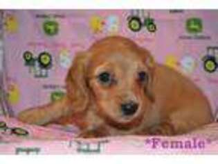 Dachshund Puppy for sale in Sylvia, KS, USA