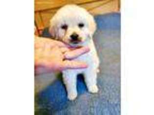 Mutt Puppy for sale in Sevierville, TN, USA