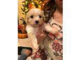Cavachon Puppy for sale in Saint James, MO, USA