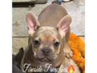 French Bulldog Puppy for sale in Baton Rouge, LA, USA