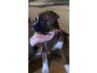 Boxer Puppy for sale in Glenfield, NY, USA