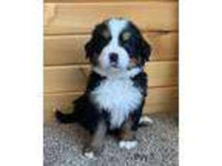 Bernese Mountain Dog Puppy for sale in Stickney, SD, USA