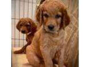 Goldendoodle Puppy for sale in New Port Richey, FL, USA