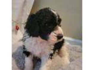 Saint Berdoodle Puppy for sale in Sunset Beach, NC, USA