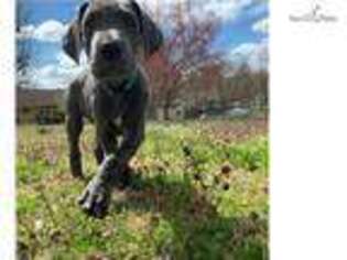 Great Dane Puppy for sale in Fayetteville, AR, USA