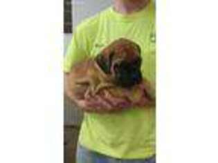Bullmastiff Puppy for sale in Pine Grove, PA, USA