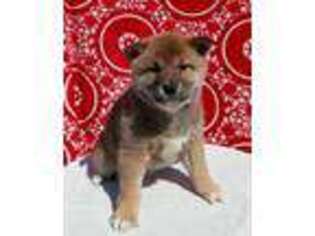 Shiba Inu Puppy for sale in Edina, MO, USA