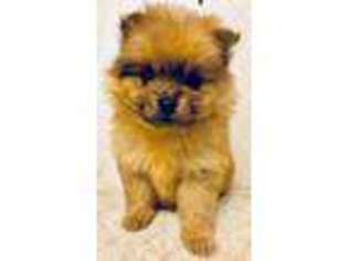Pomeranian Puppy for sale in Emory, TX, USA
