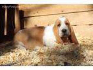 Basset Hound Puppy for sale in Falcon, MO, USA